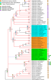 Attēlu rezultāti vaicājumam “Polytrichastrum pallidisetum macro”