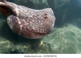 Image result for Torpedo marmorata