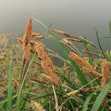 Attēlu rezultāti vaicājumam “Carex acutiformis fruit”