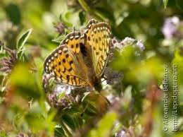 Attēlu rezultāti vaicājumam “Argynnis aglaja upperside”
