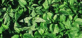 Attēlu rezultāti vaicājumam “Lamiastrum galeobdolon bud”