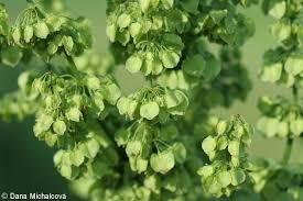 Attēlu rezultāti vaicājumam “Rumex confertus fruit”