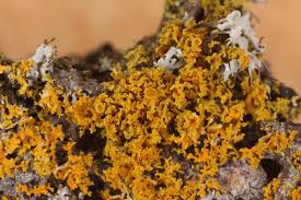 Attēlu rezultāti vaicājumam “Xanthoria candelaria”