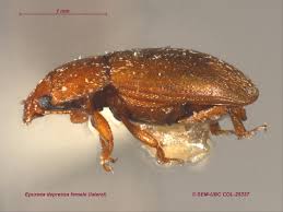 Attēlu rezultāti vaicājumam “Epuraea sp.”