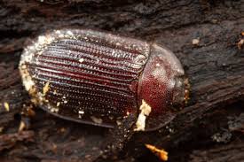 Attēlu rezultāti vaicājumam “Ostoma ferruginea”