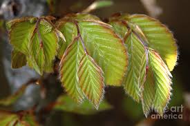 Attēlu rezultāti vaicājumam “Fagus sylvatica leaf”