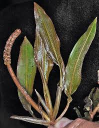 Attēlu rezultāti vaicājumam “Potamogeton lucens leaf”