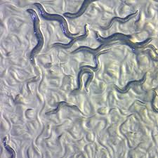 Attēlu rezultāti vaicājumam “Comatricha elegans var. microspora”