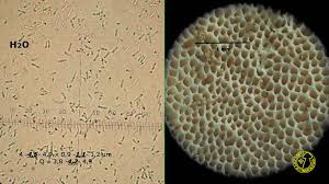 Attēlu rezultāti vaicājumam “Skeletocutis carneogrisea”