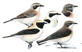 Image result for Oenanthe hispanica