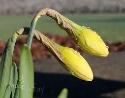 Attēlu rezultāti vaicājumam “Narcissus bud”