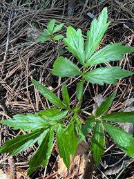 Attēlu rezultāti vaicājumam “Cardamine bulbifera leaf”