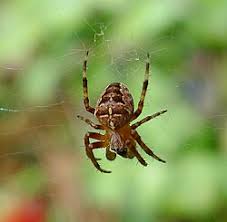Attēlu rezultāti vaicājumam “Araneus diadematus female”