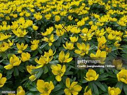 Attēlu rezultāti vaicājumam “Eranthis hyemalis”