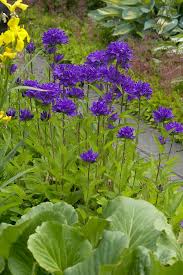 Attēlu rezultāti vaicājumam “Campanula glomerata”