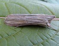 Attēlu rezultāti vaicājumam “Cucullia umbratica”