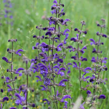 Image result for Salvia pratensis