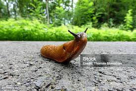 Attēlu rezultāti vaicājumam “Arion rufus”