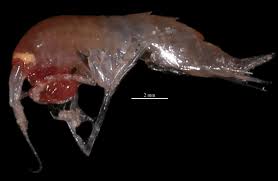 Attēlu rezultāti vaicājumam “Heterotrichia oerstedii (syn. Arcyria oerstedii)”