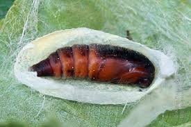 Attēlu rezultāti vaicājumam “Malacosoma neustria larva”