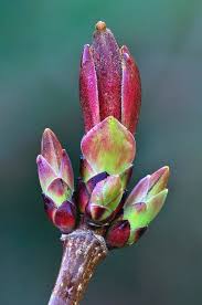 Attēlu rezultāti vaicājumam “Acer platanoides bud”