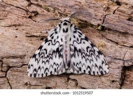 Attēlu rezultāti vaicājumam “Lymantria monacha imago”