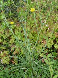 Image result for Tragopogon pratensis