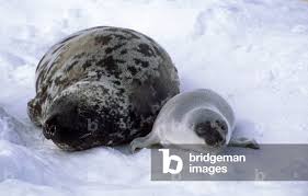 Image result for Cystophora cristata