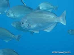 Image result for Schedophilus ovalis