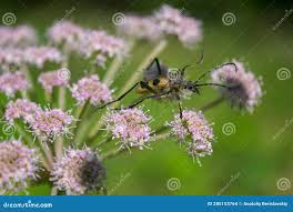 Attēlu rezultāti vaicājumam “Pachyta quadrimaculata”