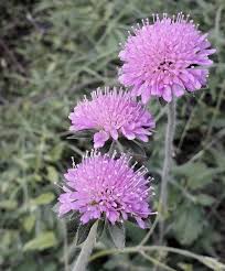 Image result for Knautia arvensis