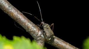 Attēlu rezultāti vaicājumam “Closterotomus biclavatus imago”