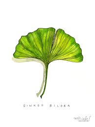 Attēlu rezultāti vaicājumam “Ginkgo biloba leaf”
