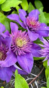 Image result for clematis multi blue