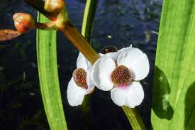 Attēlu rezultāti vaicājumam “Sagittaria sagittifolia leaf”