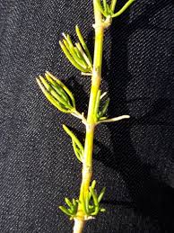 Attēlu rezultāti vaicājumam “Gypsophila fastigiata bud”