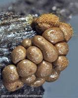 Attēlu rezultāti vaicājumam “Trichia scabra spores”