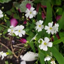 Image result for Gypsophila elegans