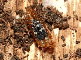 Attēlu rezultāti vaicājumam “Megatoma undata”