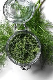 Image result for Dill