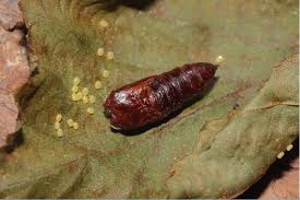 Attēlu rezultāti vaicājumam “Drepana falcataria”