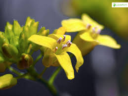 Attēlu rezultāti vaicājumam “Barbarea vulgaris subsp. arcuata flower”