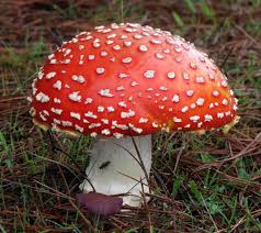Attēlu rezultāti vaicājumam “Amanita”