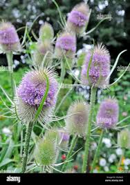 Attēlu rezultāti vaicājumam “Dipsacus fullonum flower”