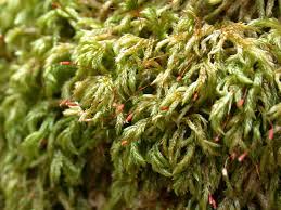 Attēlu rezultāti vaicājumam “Isothecium alopecuroides”