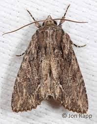 Attēlu rezultāti vaicājumam “Aphis confusa”