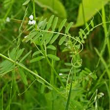 Attēlu rezultāti vaicājumam “Vicia hirsuta fruit”