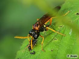 Attēlu rezultāti vaicājumam “Tenthredo mandibularis larva”