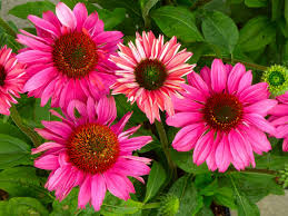 Image result for Echinacea Lustre hybrids