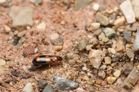 Attēlu rezultāti vaicājumam “Badister bullatus”